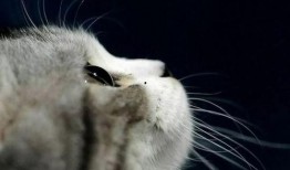 娱乐吃瓜君罗小猫