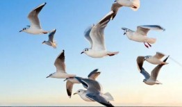 海鸥官方爆料视频大全下载,精彩瞬间一网打尽