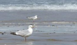 海鸥官方爆料视频大全下载,精彩瞬间一网打尽