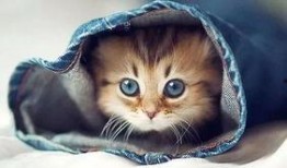 娱乐吃瓜君罗小猫