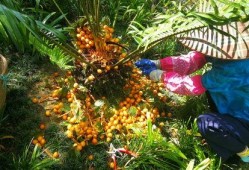 重庆铁树开花爆料视频大全,视频大全揭秘罕见自然现象