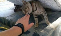 娱乐吃瓜酱流浪猫小菊,娱乐吃瓜酱的温馨故事