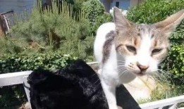 娱乐吃瓜酱流浪猫小菊,娱乐吃瓜酱的温馨故事