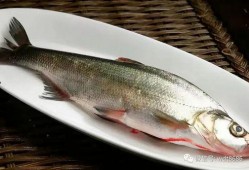 鱼的喂法真实爆料图片视频,真实喂食图片视频大曝光