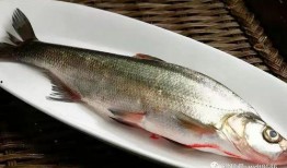 鱼的喂法真实爆料图片视频,真实喂食图片视频大曝光