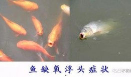 鱼的喂法真实爆料图片视频,真实喂食图片视频大曝光