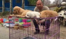 爱德华宠物爆料视频大全,揭秘萌宠日常趣事大盘点