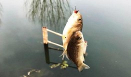 鱼的喂法真实爆料图片视频,真实喂食图片视频大曝光