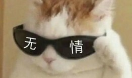 狗仔爆料娱乐圈沙雕动漫,娱乐圈沙雕动漫背后的秘密大曝光