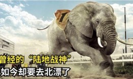 大驴影视爆料视频下载,揭秘热门视频幕后制作过程