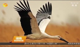 候鸟在线观看,在线见证大自然的壮丽迁徙之旅